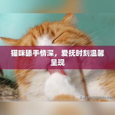 猫咪舔手情深，爱抚时刻温馨呈现