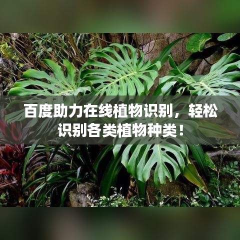 百度助力在线植物识别，轻松识别各类植物种类！