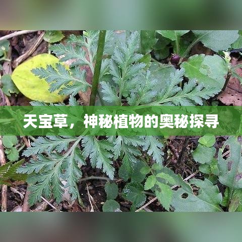 天宝草，神秘植物的奥秘探寻