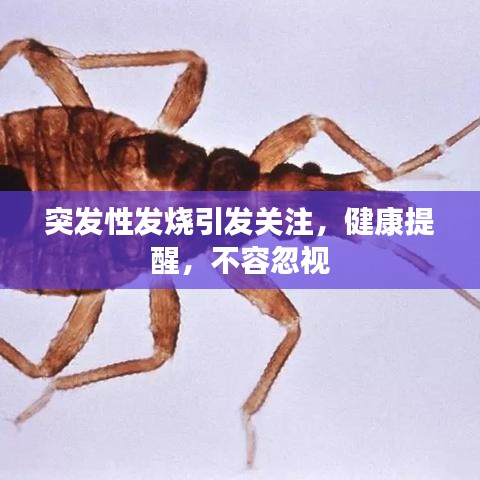 突发性发烧引发关注，健康提醒，不容忽视