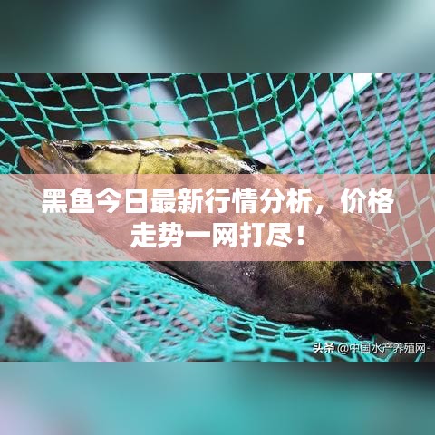 黑鱼今日最新行情分析，价格走势一网打尽！