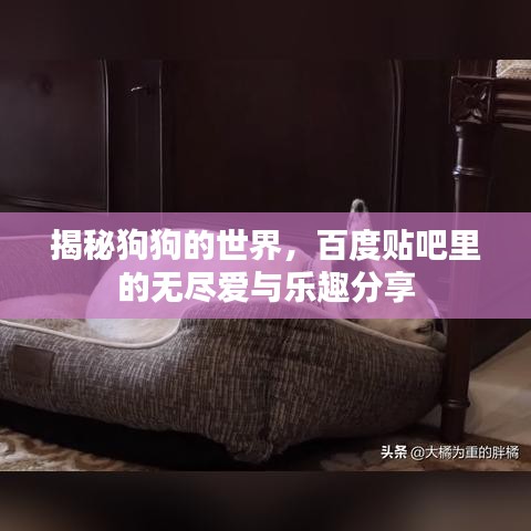揭秘狗狗的世界，百度贴吧里的无尽爱与乐趣分享