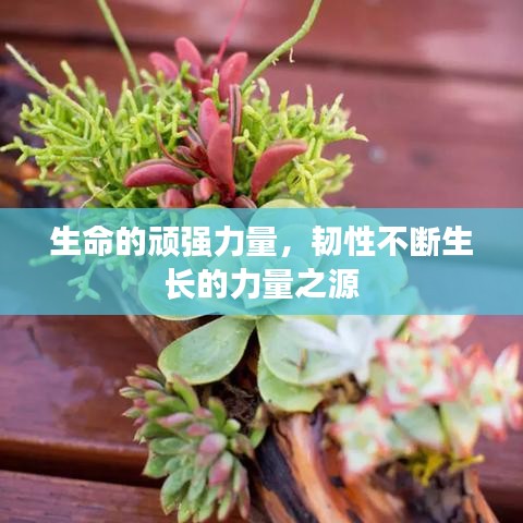 生命的顽强力量，韧性不断生长的力量之源