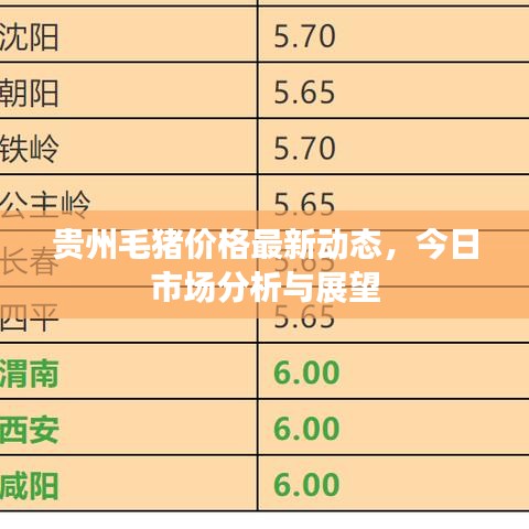 贵州毛猪价格最新动态，今日市场分析与展望
