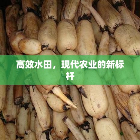 高效水田，现代农业的新标杆