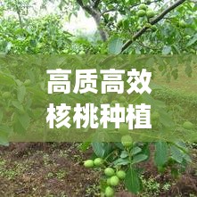 高质高效核桃种植技术揭秘与未来发展展望