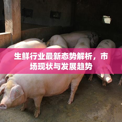 生鲜行业最新态势解析，市场现状与发展趋势