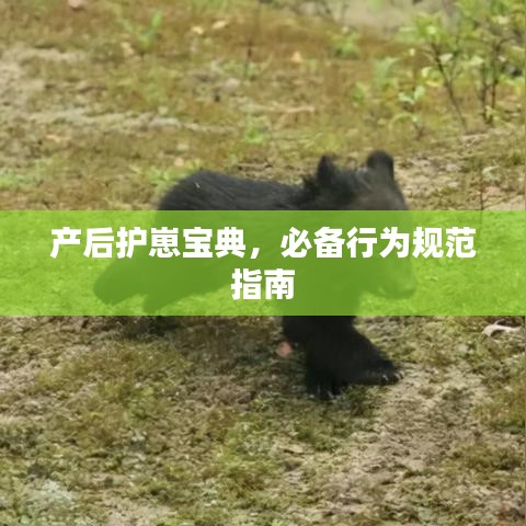 产后护崽宝典，必备行为规范指南